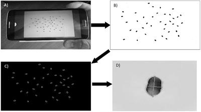 Evaluation of the SeedCounter, A Mobile Application for Grain Phenotyping